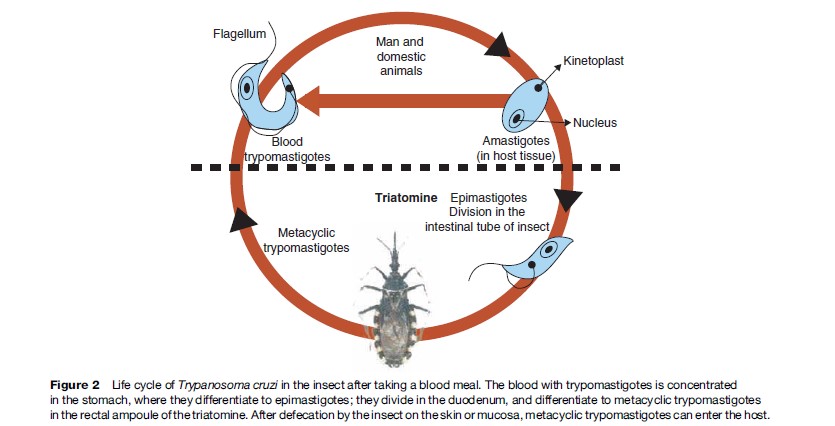 Chagas Disease Research Paper