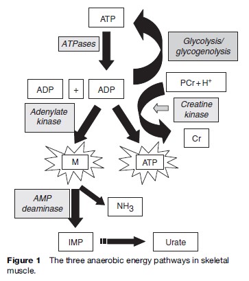 Metabolic Myopathies Research Paper