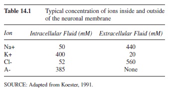 neurotransmission-research-paper-t1