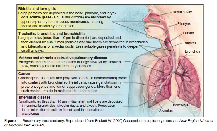 Occupational Lung Diseases Research Paper