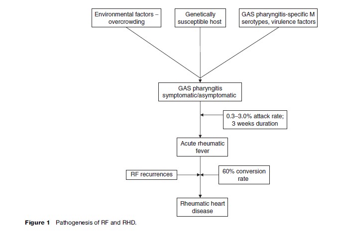 Rheumatic Fever and Rheumatic Heart Disease Research Paper