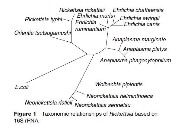 Rickettsia Research Paper